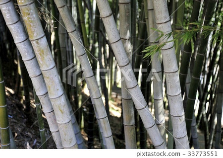 Bamboo, Sister field, Jung-gu, Ulsan 33773551