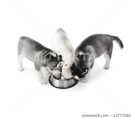 Funny puppies siberian husky dogs eating from Funny puppies siberian husky dogs eating from 33773560