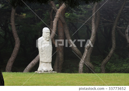 Pine Tree, Gyeongju Gwangdeok Royal Tomb (Historic Site No. 30), Gyeongju City, Gyeongbuk Province 33773652