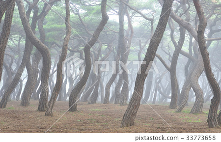 Pine Tree, Gyeongju Gwangdeok Royal Tomb (Historic Site No. 30), Gyeongju City, Gyeongbuk Province 33773658