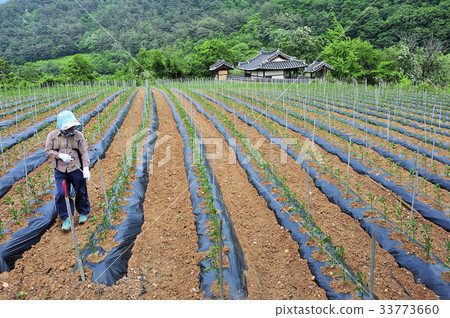 Pesticide spraying, pepper field, nutrition group, Gyeongbuk 33773660