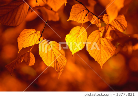 autumn leaves, very shallow focus 33773821