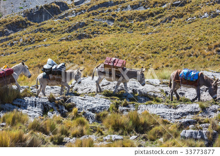 Caravan in Cordillera 33773877
