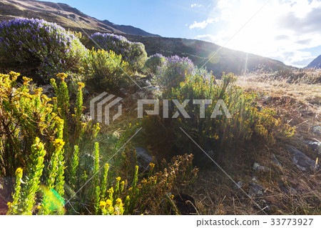 Flowers in Cordillera Flowers in Cordillera 33773927