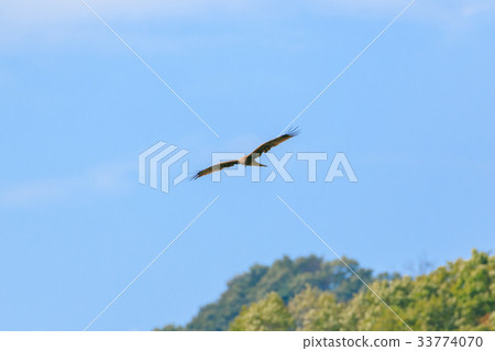 Flight of Tobi 33774070