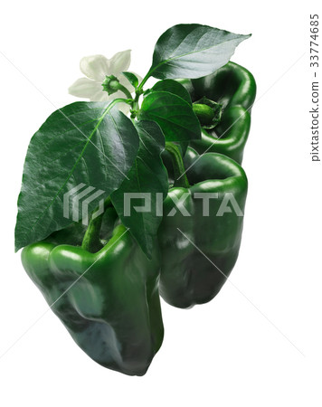 Ancho Grande chiles on plant, path 33774685