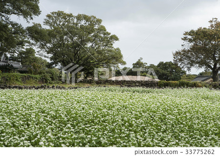 蕎麥領域，鎮民俗村，Seosun，西歸浦市，濟州島 33775262