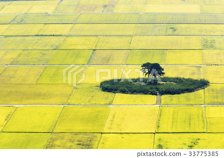 Paddy, pine, pyeongsari, gyangyangmyeon, Hadong-gun, Gyeongnam 33775385