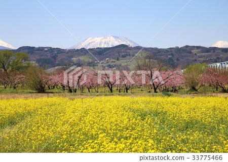 Rape blossoms and flowers 33775466