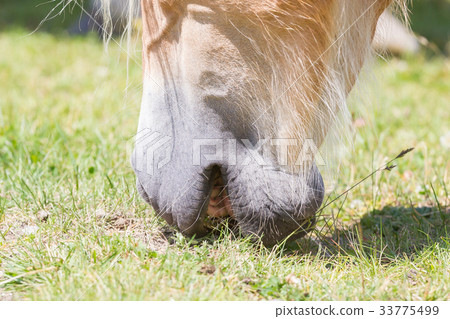 Beautiful haflinger horse in the Alps 33775499