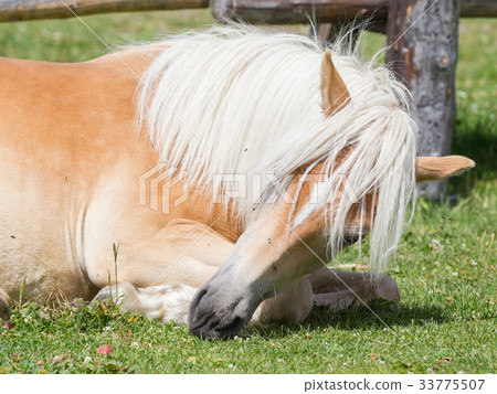 Beautiful haflinger horse in the Alps 33775507