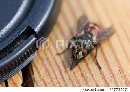 Small fly resting Small fly resting 33775527