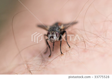 Small fly resting Small fly resting 33775528