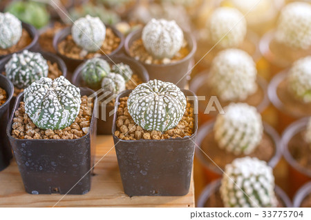 Succulents or cactus in plastic pot at tree market 33775704