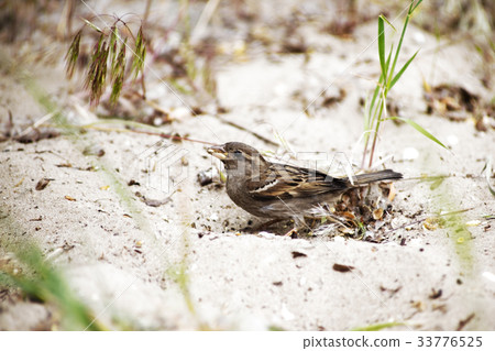 sparrow sparrow 33776525