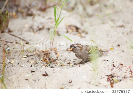 sparrow sparrow 33776527