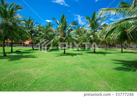 Palm tree on the sky 33777286