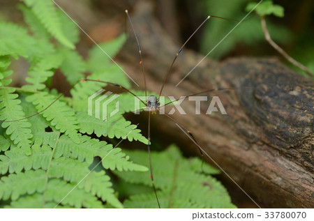 Mountain beetle Mountain beetle 33780070