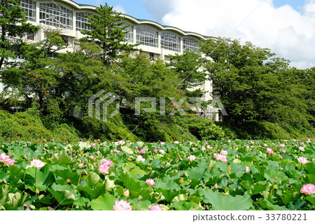 The moat of the Chiaki park Kokugakukan high school of Hirokoji and the lotus of late summer The moat of the Chiaki park Kokugakukan high school of Hirokoji and the lotus of late summer 33780221