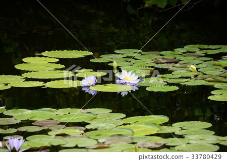 Blue water lilies 33780429