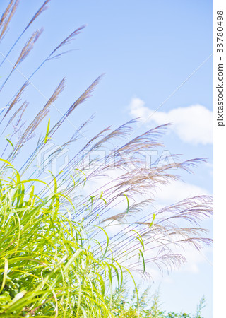Susuki swaying in the wind Susuki swaying in the wind 33780498