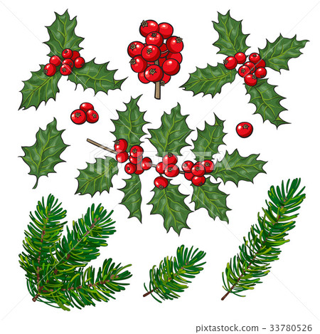 Fir tree and mistletoe branches, leaves, berries 33780526