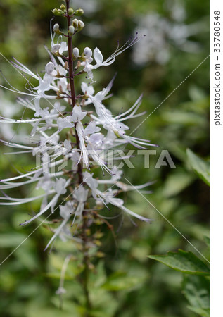 Nekonohige-Cat's Spear 33780548