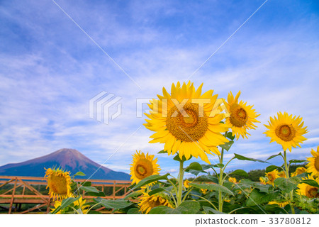 [山梨縣山中湖町]向日葵田和首都城市公園的富士山花 33780812