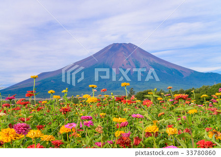 [Yamanashi Prefecture] Flower garden and Mt. Fuji at the Flower City Park 33780860