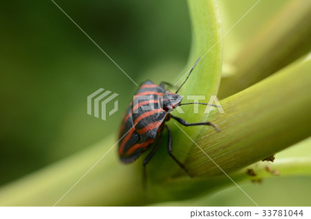 Red-backed Bug, Red-rowed Tortoise 33781044
