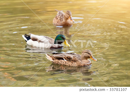 Mallard ducks swiming in lake or river. Birds and 33781107