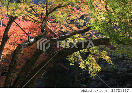 Minoh waterfall in autumn, Osaka, Japan Minoh waterfall in autumn, Osaka, Japan 33781117