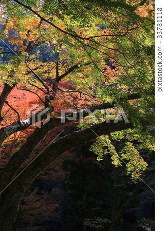 Minoh waterfall in autumn, Osaka, Japan Minoh waterfall in autumn, Osaka, Japan 33781118