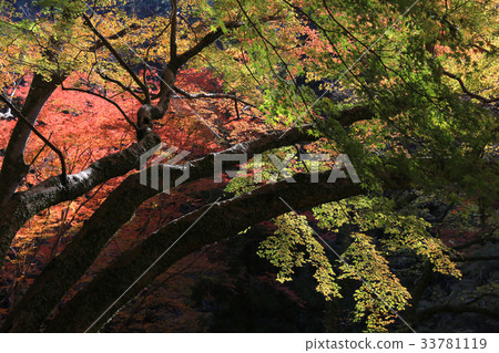 Minoh waterfall in autumn, Osaka, Japan Minoh waterfall in autumn, Osaka, Japan 33781119