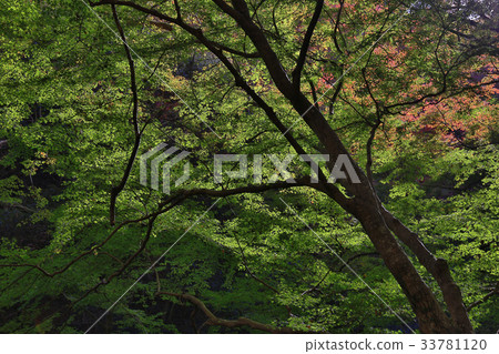 Colorful maple leaf background in autumn, Colorful maple leaf background in autumn, 33781120