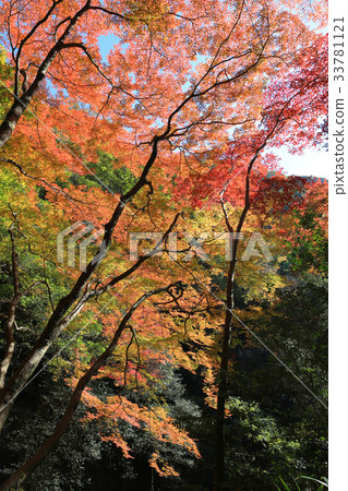 Minoh waterfall in autumn, Osaka, Japan Minoh waterfall in autumn, Osaka, Japan 33781121