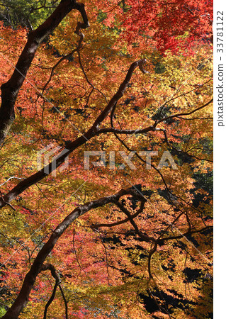 Minoh waterfall in autumn, Osaka, Japan Minoh waterfall in autumn, Osaka, Japan 33781122
