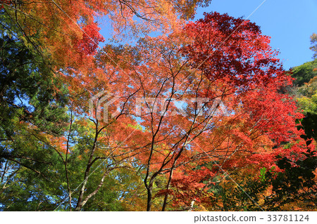 Minoh waterfall in autumn, Osaka, Japan Minoh waterfall in autumn, Osaka, Japan 33781124
