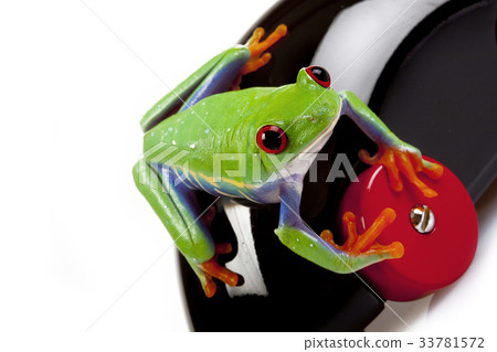Tree frog 33781572