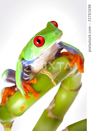 Tree frog Tree frog 33781696