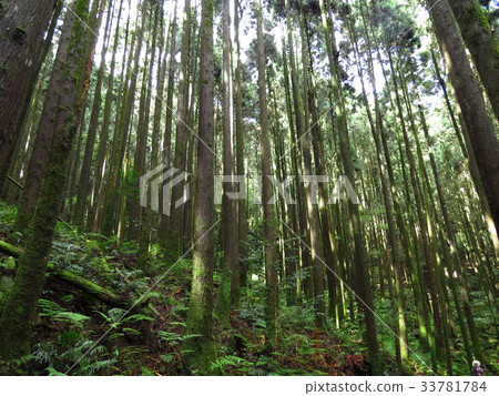 森林 33781784