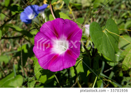 morning glory 33781936