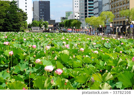 Chiaki公園Hirokoji的護城河和夏末的蓮花 Chiaki公園Hirokoji的護城河和夏末的蓮花 33782108
