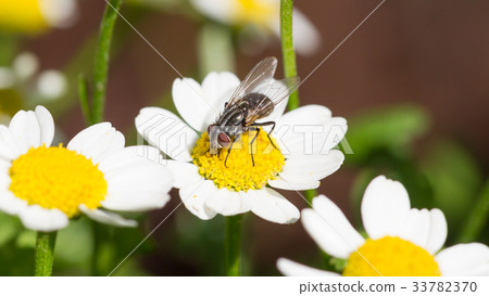 Small fly resting Small fly resting 33782370