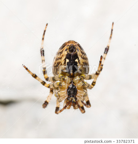 Close-up of a cross spider Close-up of a cross spider 33782371