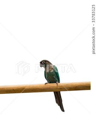 one of a kind parrot on a branch one of a kind parrot on a branch 33783125