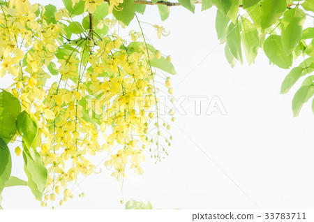 Cassia fistula yellow flowers daisy summer Cassia fistula yellow flowers daisy summer 33783711