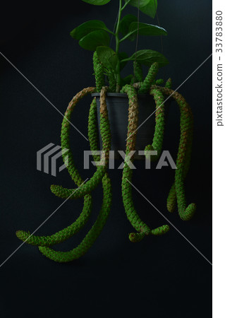 Monadenium lugardiae 33783880