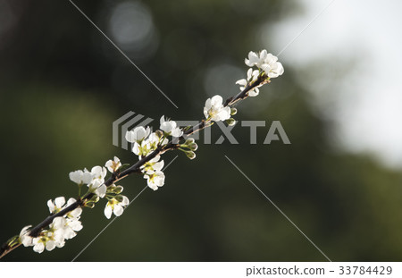 Li Hua Li Hua 33784429