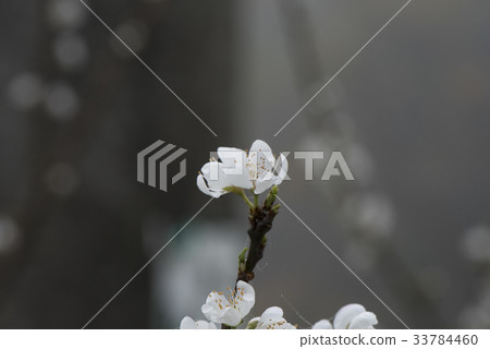 李花 李花 33784460